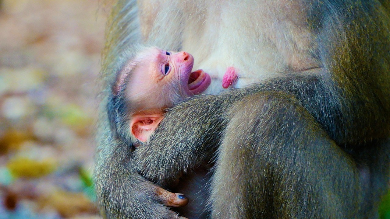 Monkey Libby Has Done On Mission | Great To Hear She Get Newborn Baby Monkey Again This Year