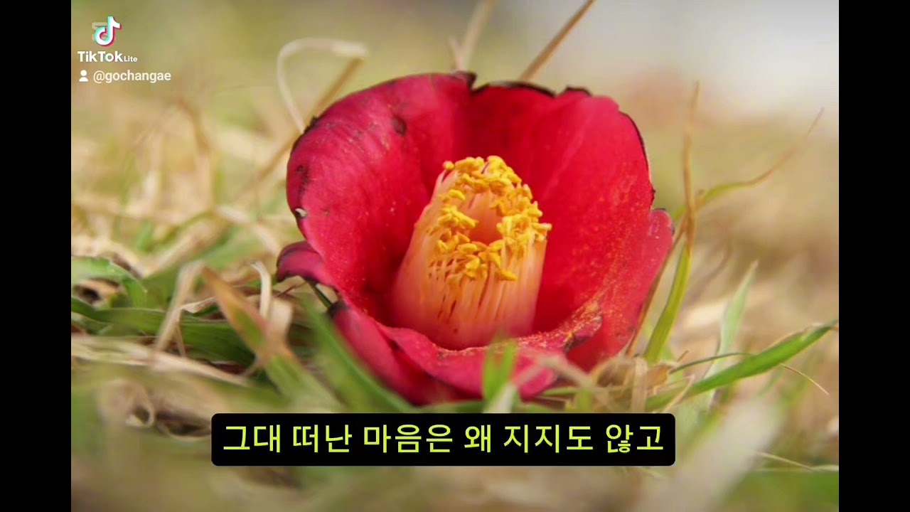  🎵 제목: 선운사, 꽃이 지는 속도#선운사​ #고창여행​ #도솔천​ #만세루​ #사찰여행​ #산사에서​  #이별후에​ #꽃이지는속도​ #동백꽃​ #꽃무릇​  #창작곡