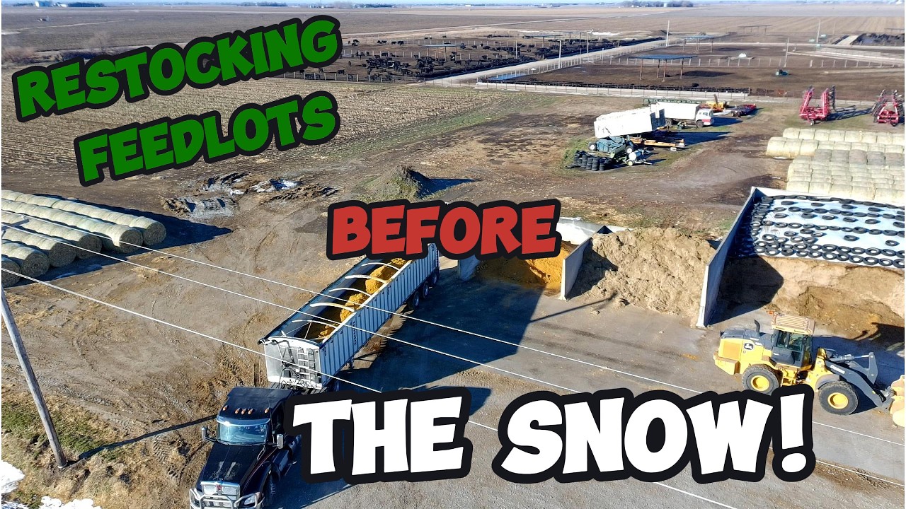 Can I Get Feedlots Stocked With Feed Before The Snow