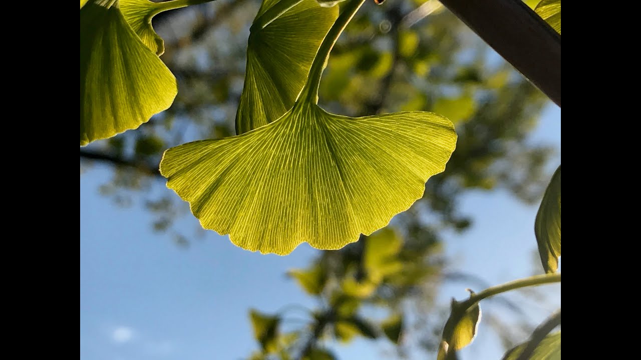 The Cathedral of the World (Song Video for Wild Church GMS)