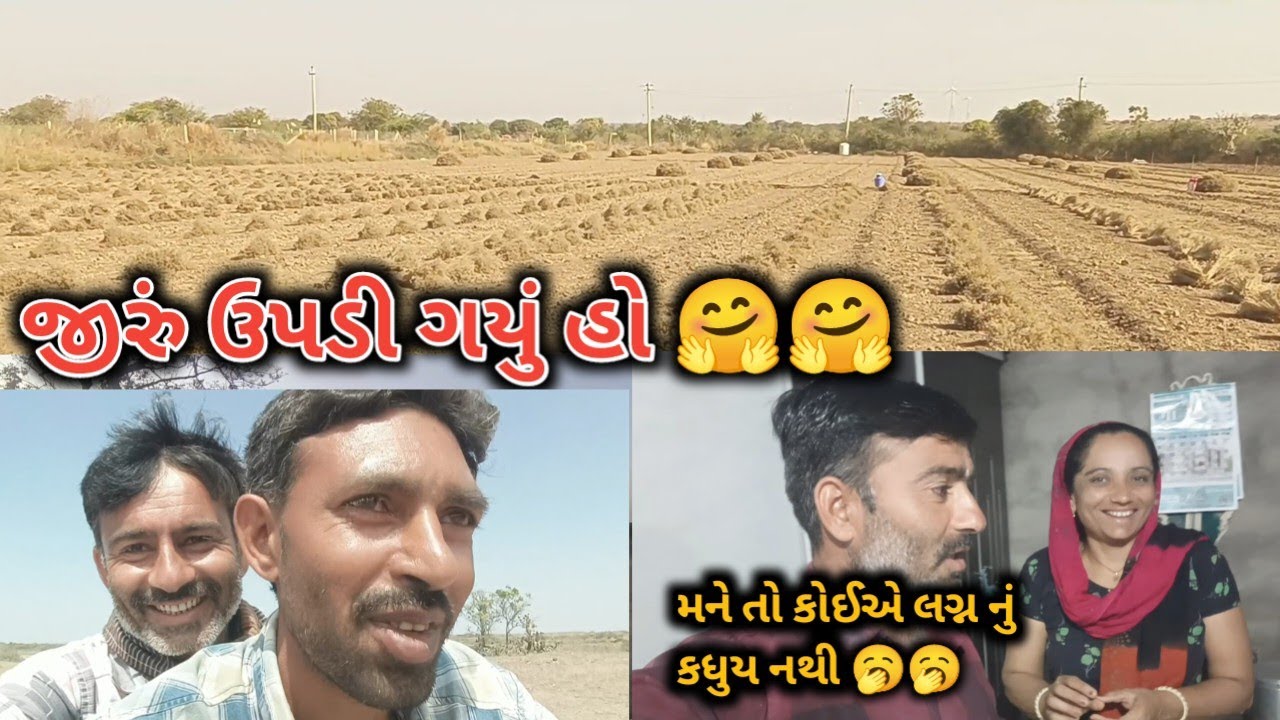 ફાઈનલ આજે આપણું જીરું ઉપડી ગયું અને કેટલા શેરા થયા?🤔 | Jiru na vadh pura ane ketla sera thaya?