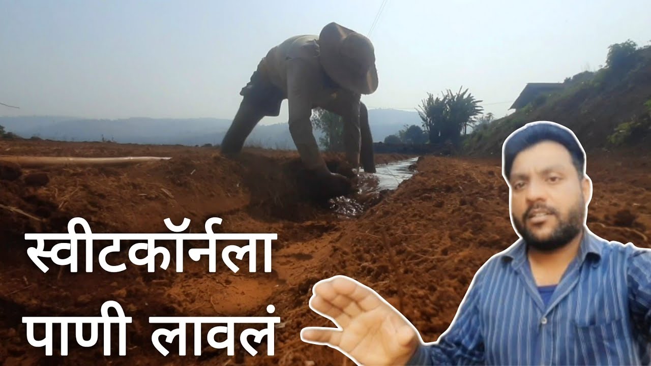 स्वीट कॉर्नला पाणी द्यायला सुरुवात! 🌽💧 | Sweet Corn Farming