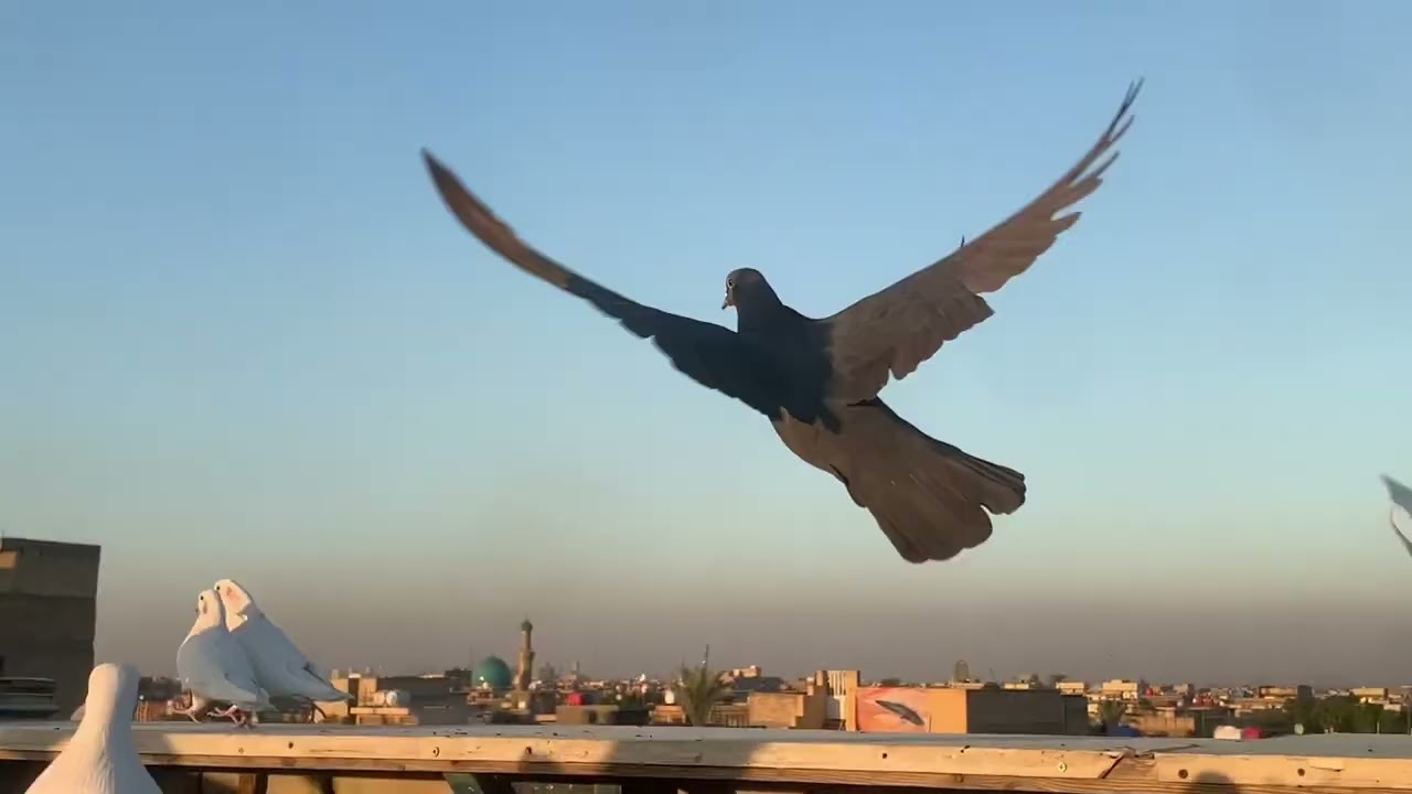 طبعن اشكركم حبايب كلبي ع ( 10 الف ) مشترك ما قصرتو  ونشاء الله اكثر وكثر نوصل بزودكم  احبكم🌹🖤♥️