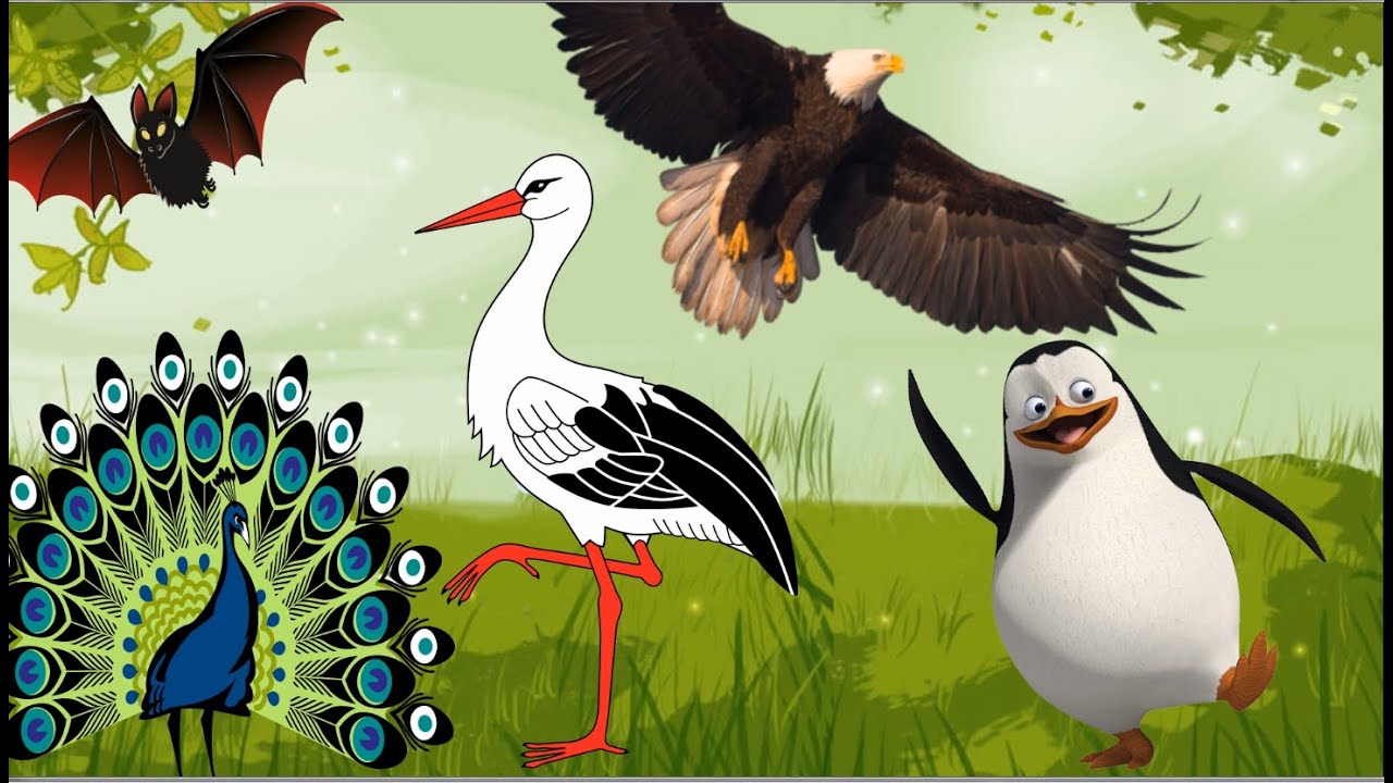 ԹՌՉՈՒՆՆԵՐ. TRCHUNNERI Ձայները/ ПТИЦЫ / BIRDS / @Hrspowerr