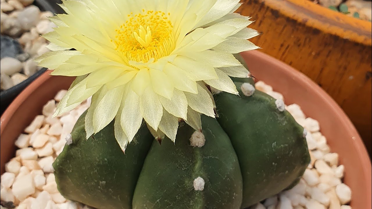 Cacto Astrophytum, muitas espécies e floração magnífica, venha conhecer, #maracaisp