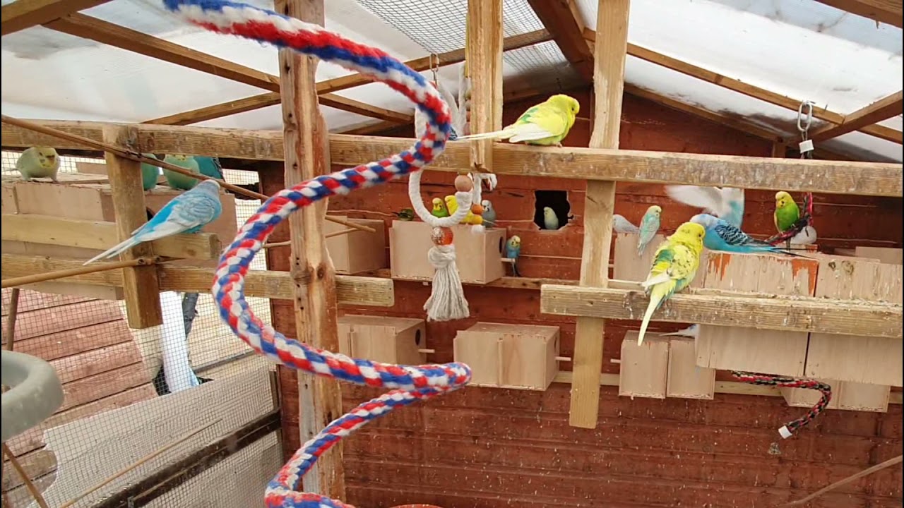 Budgie breeding update May 2021