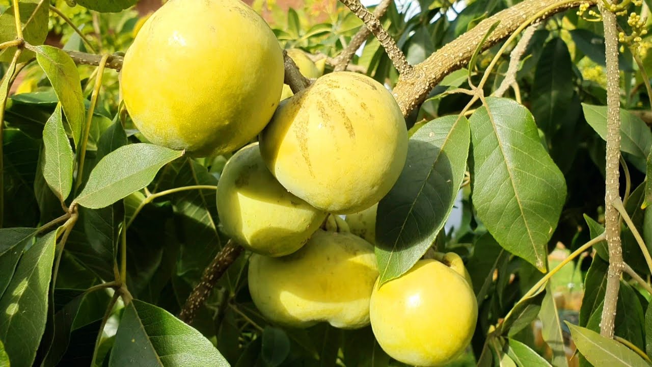 Tasting First Vernon White Sapote After 8 Years