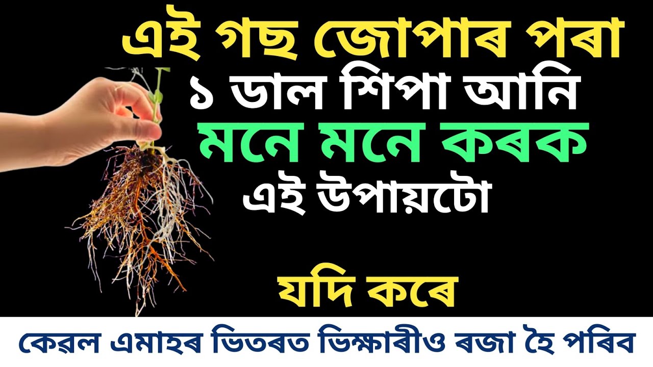এই গছ জোপাৰ কেৱল মাত্র ১ ডাল শিপা লৈ মনে মনে কৰক এই উপায় ?যদি কৰে ভিক্ষাৰীও ৰজা হ'ব /Astrology Tips