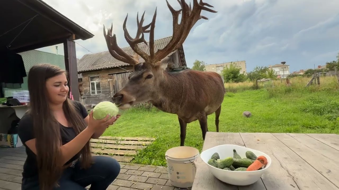 10.08.25 олень Борис перед грозою #irysik3076 #deer #animals #олень #оленьборис #оленьборя