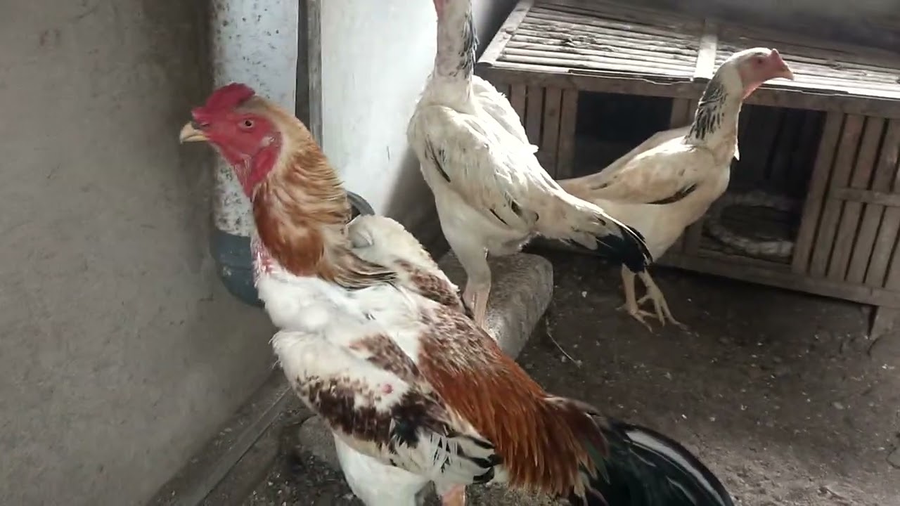 Materi Ternak Ayam Shamo Eropa 