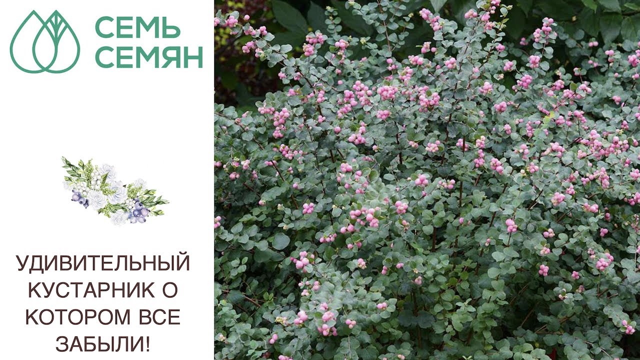 ТАКОЙ КУСТАРНИК УКРАСИТ ЛЮБОЙ САД, ОСОБЕННО ОСЕНЬЮ И ЗИМОЙ!