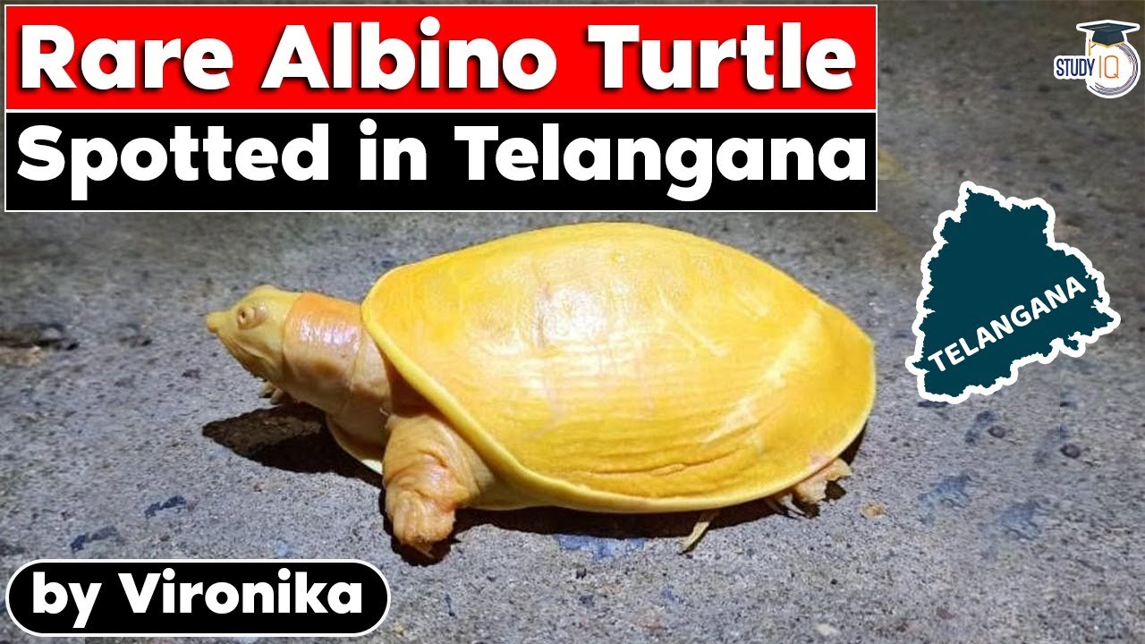 Albino Indian Flapshell Turtle spotted in Telangana | TSPSC UPSC exams
