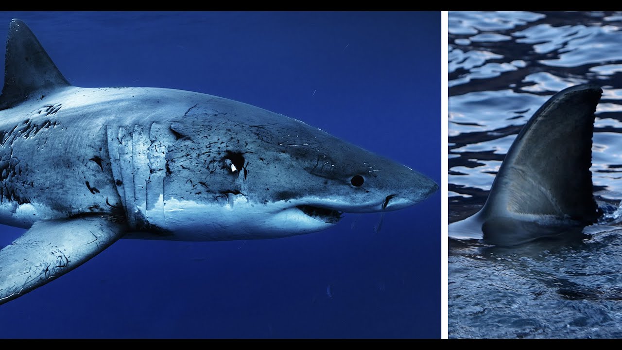 Face to Face with the Largest Great White Shark I've seen this Year: Return to Guadalupe Island.
