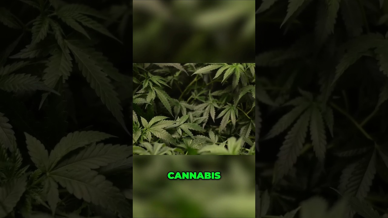 @WorldWeedWonders| Cannabis Origins: A High-Elevation Evolutionary Journey