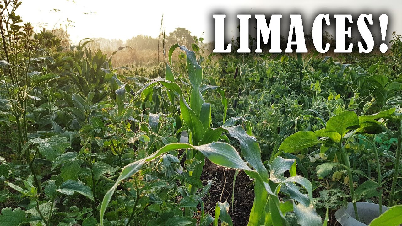 Limaces : une stratégie qui semble faire ses preuves...