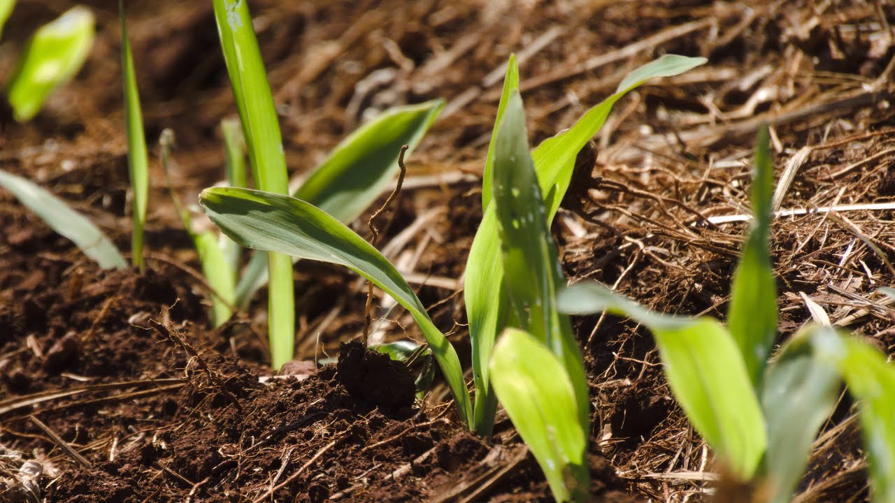Sistema para plantio de grãos parte II
