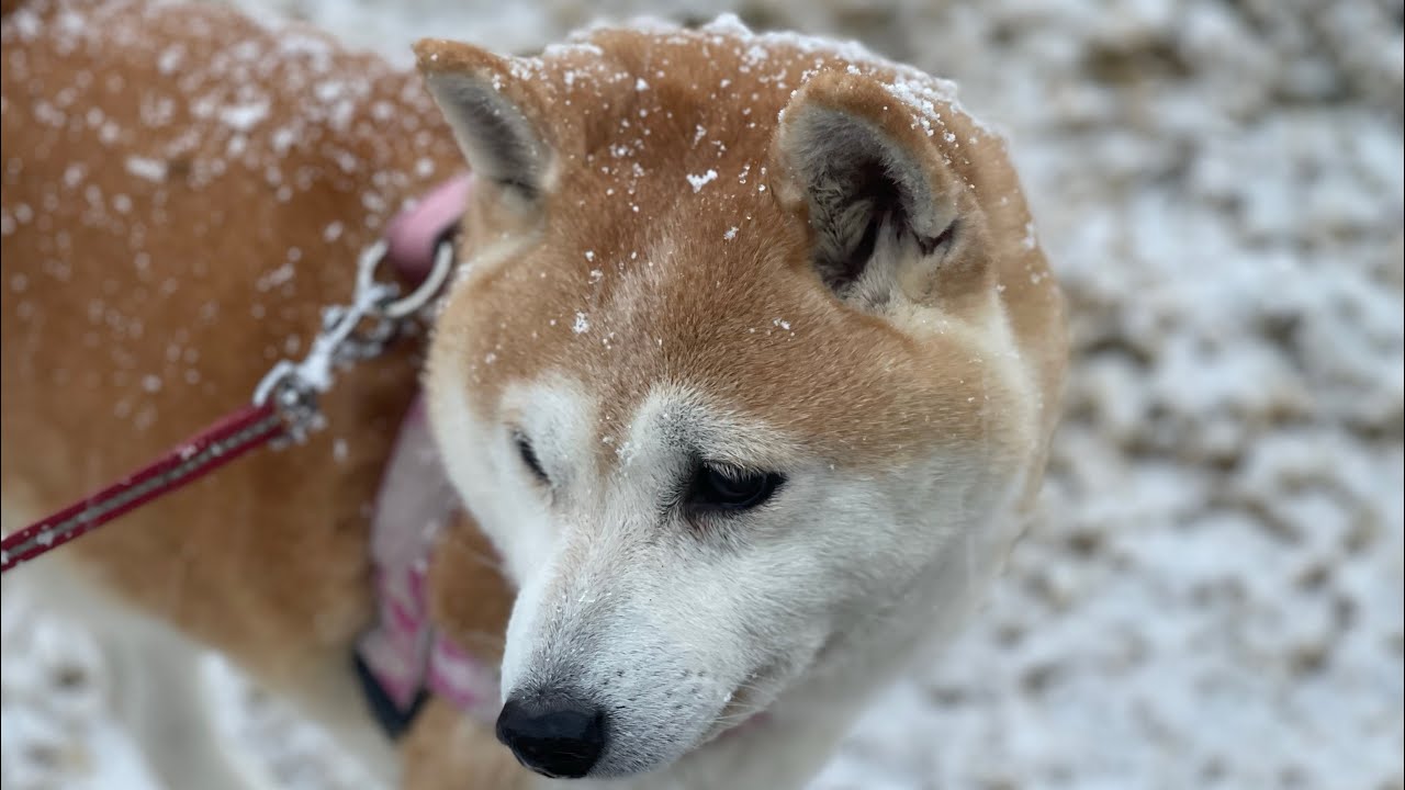 雪降る公園でパパを待ち続ける柴犬　A Shiba Inu waiting for her owner in the snow