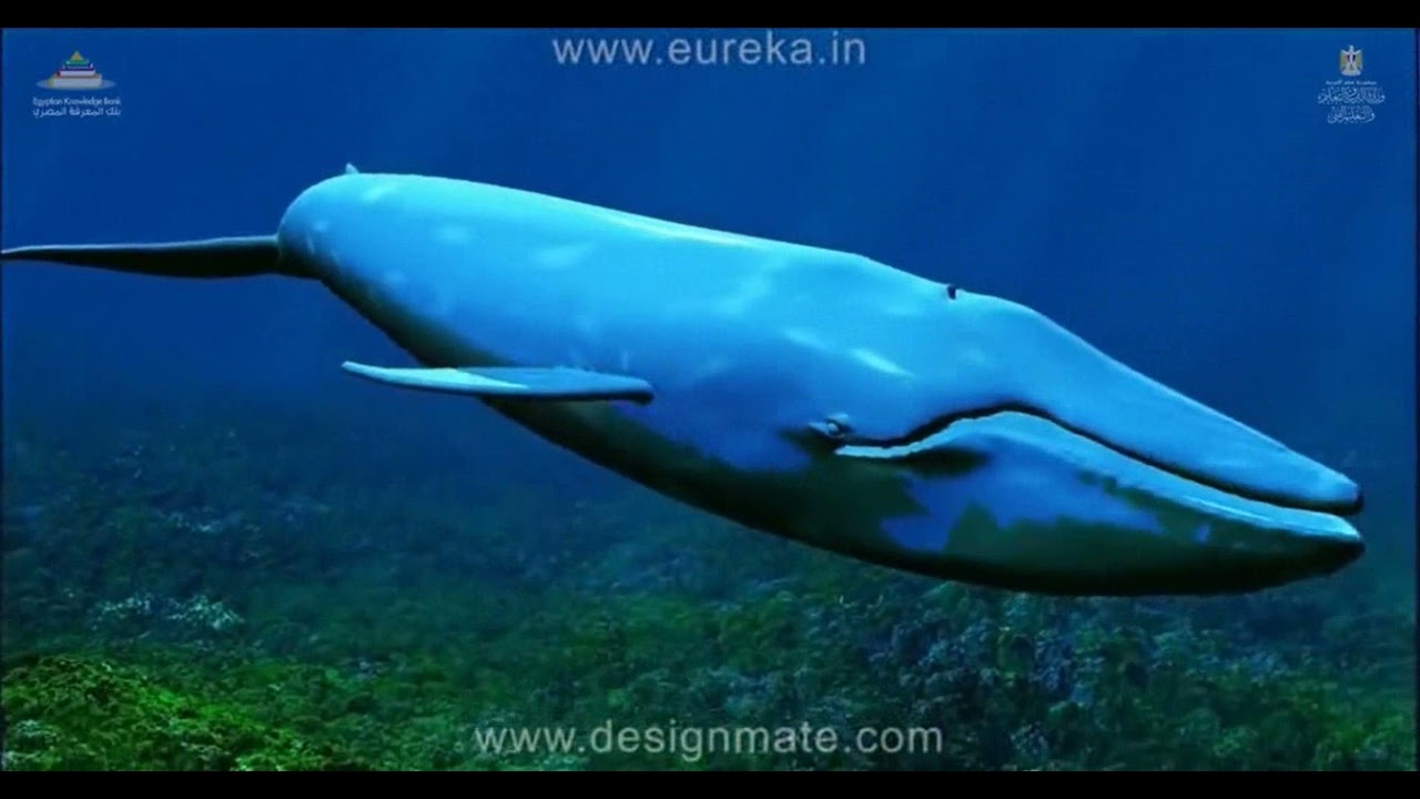 الموجات تحت الصوتية و فوق الصوتية  و تطبيقاتها