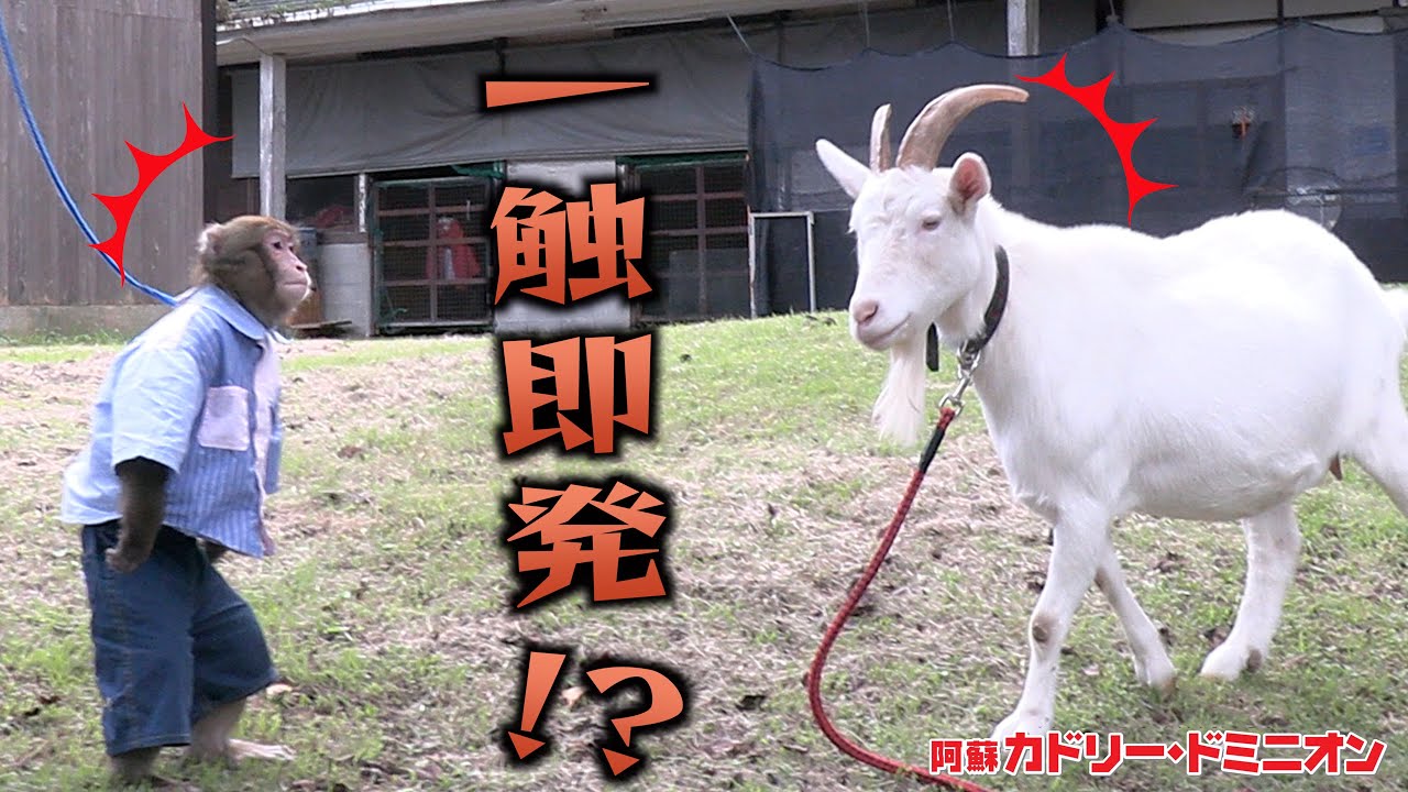 「ヤギを飼うと作物を荒らす猿が寄ってこない」という噂を飼育員が本気で検証しました
