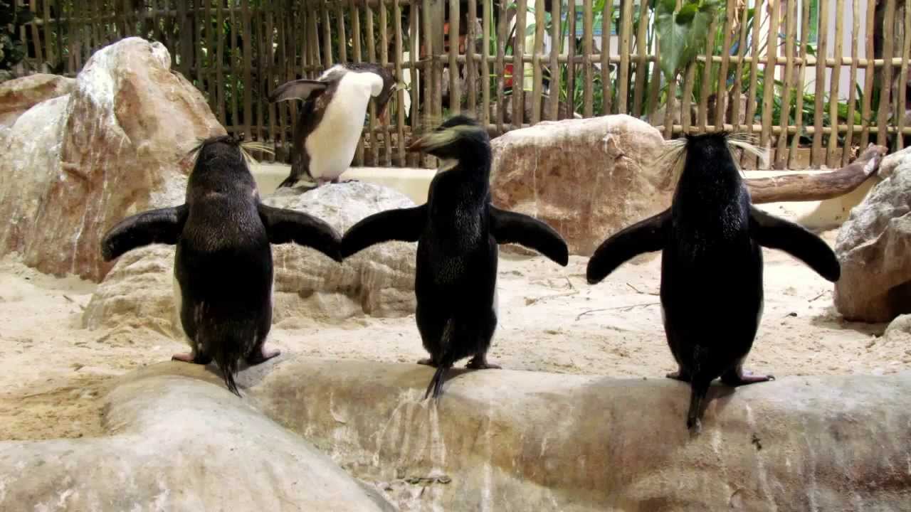 Penguins in Two Oceans Aquarium