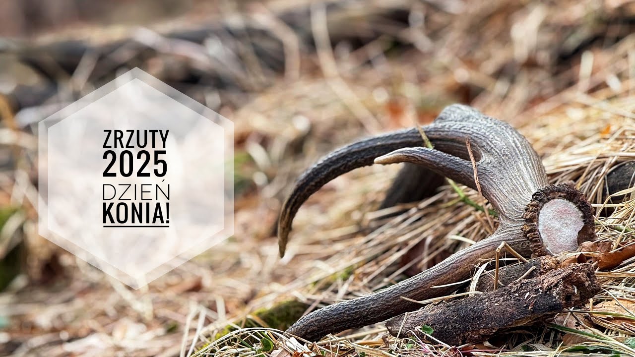 ZRZUTY 2025 - dzień konia! 