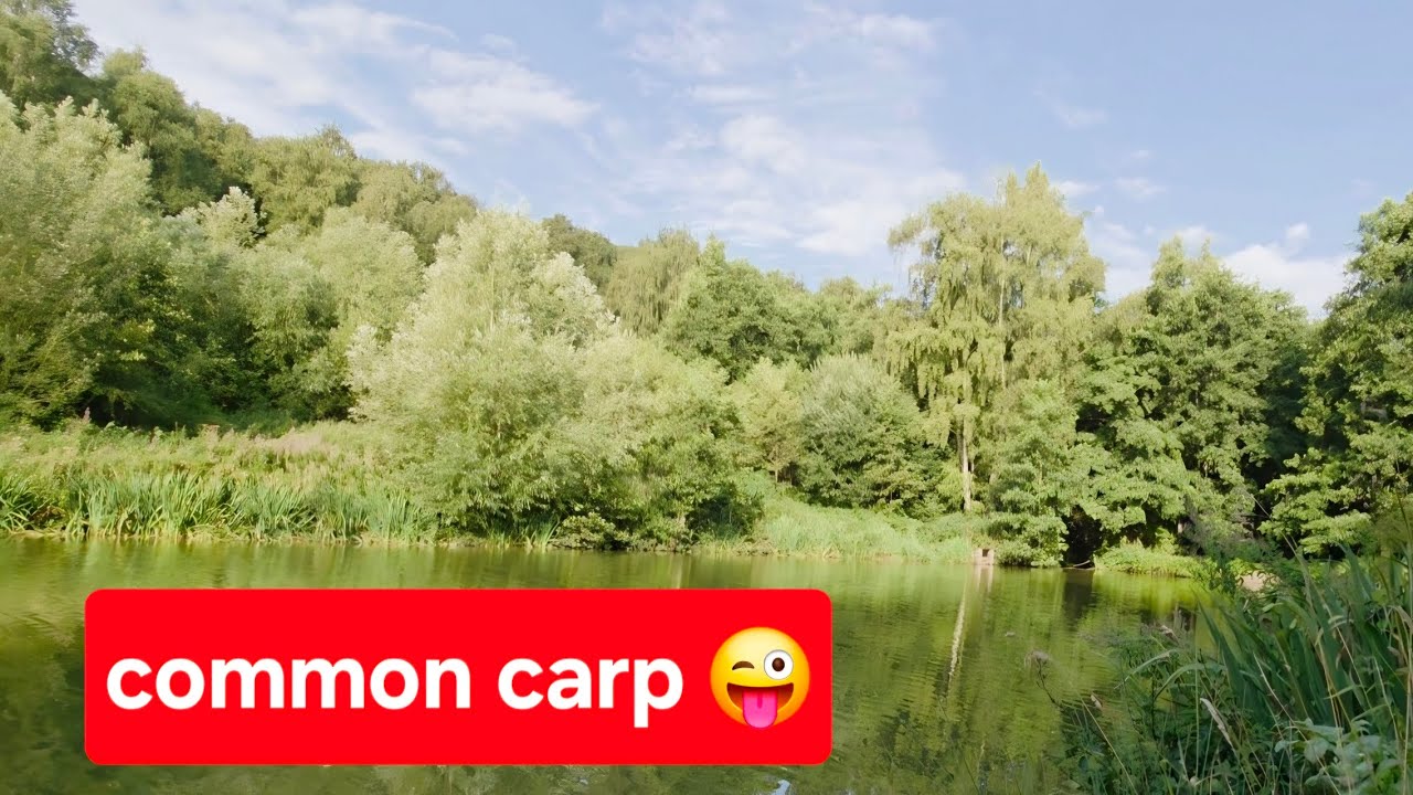 METHOD FEEDER FISHING 