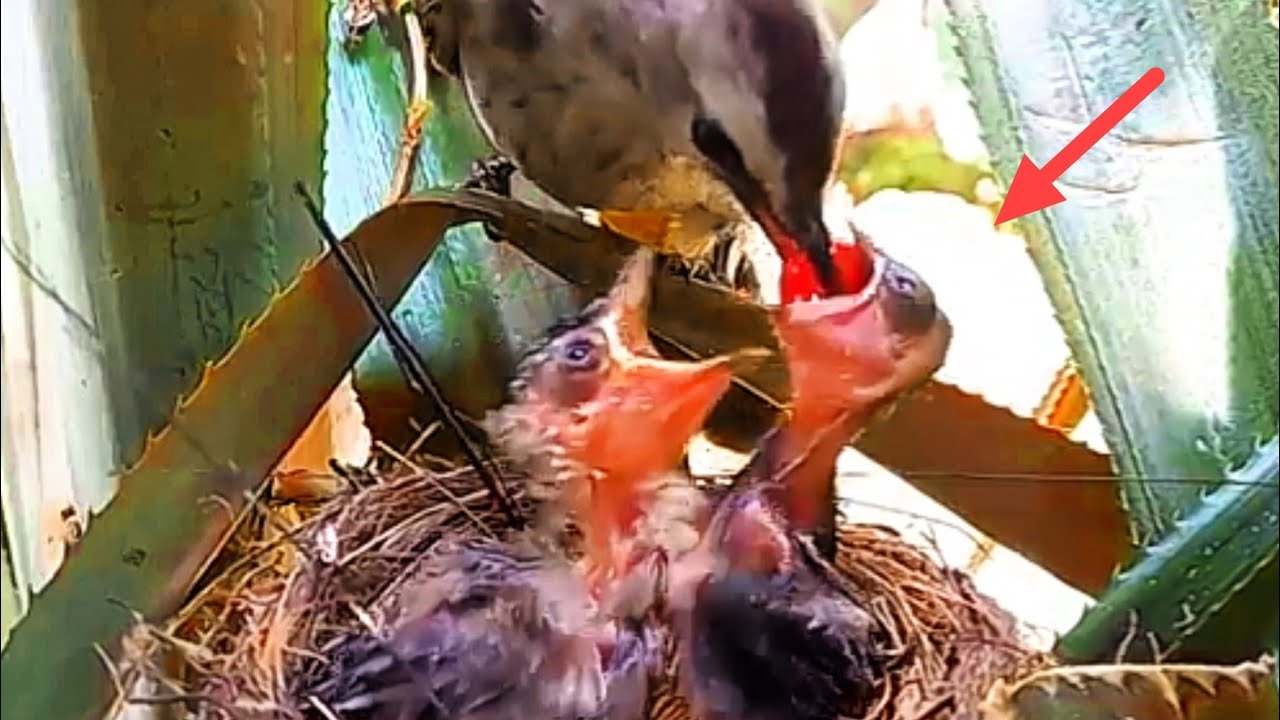 BAYI BURUNG YANG KELAPARAN REBUTAN MAKANAN
