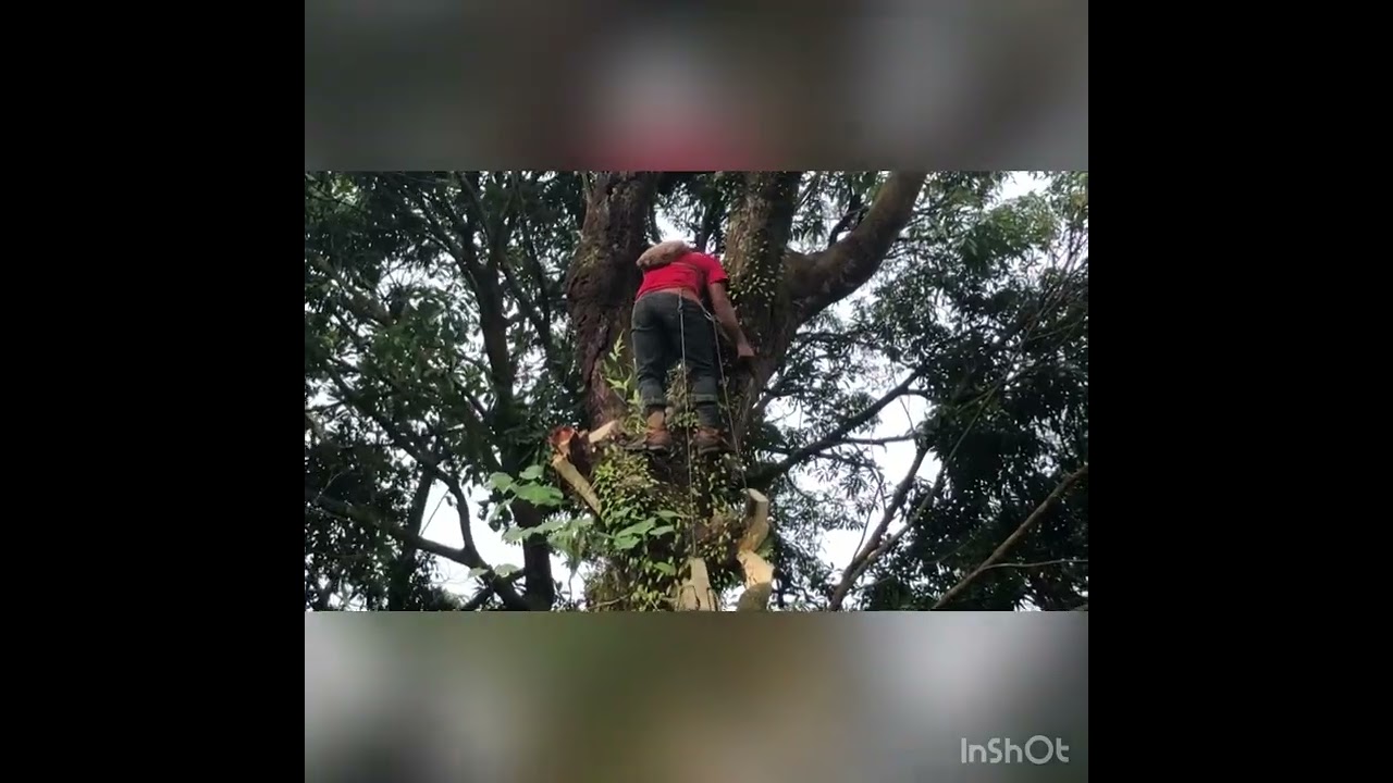 Notorious Luhk - Tree Killer Pohnpei, Micronesia