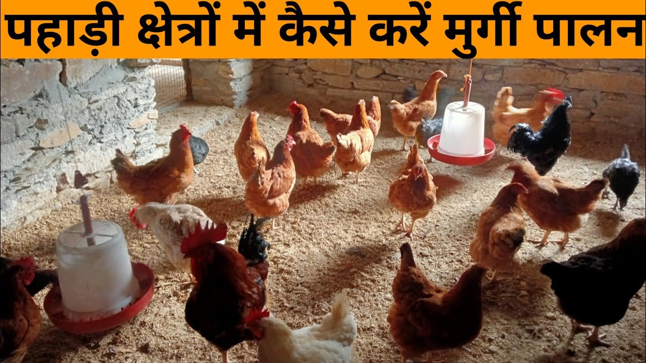 पहाड़ी क्षेत्रों में कैसे करें  देशी मुर्गी पालन, pahadi chetro me kese kre desi murgi paln ।।।।।