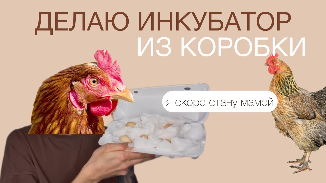 Инкубатор своими руками | высиживаю яйца | часть 1