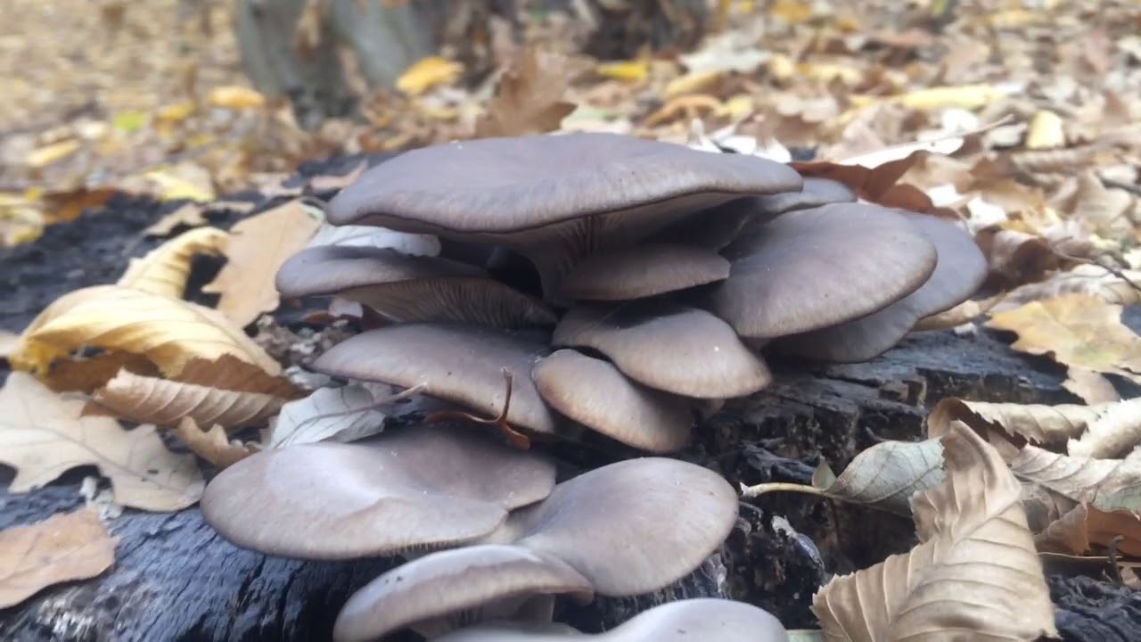 K&eacute;sői laskagomba - Pleurotus ostreatus - Oyster mushroom, Austern-Seitling, Austernpilz - 2018