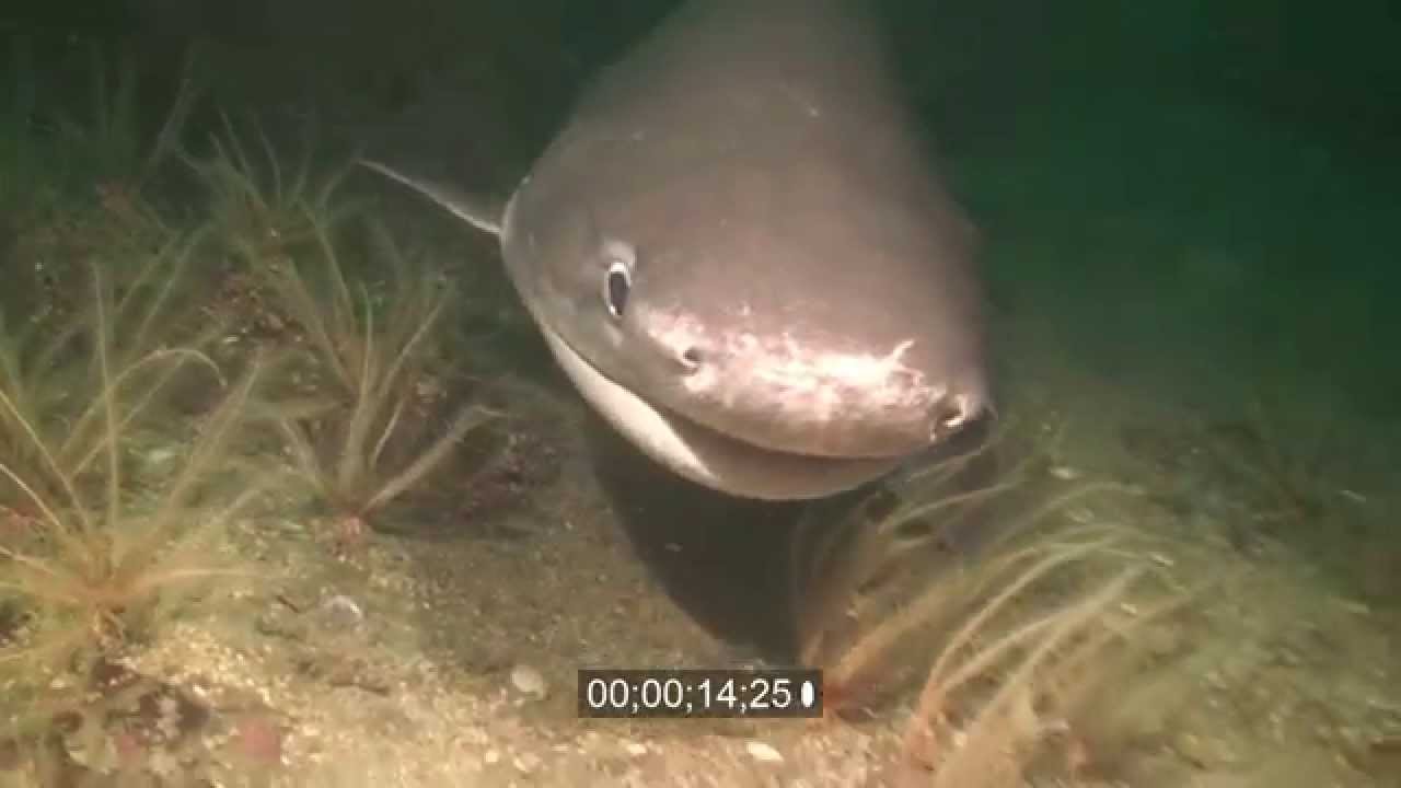 Sixgill shark Hexanchus griseus in fir stars HD underwater stock footage