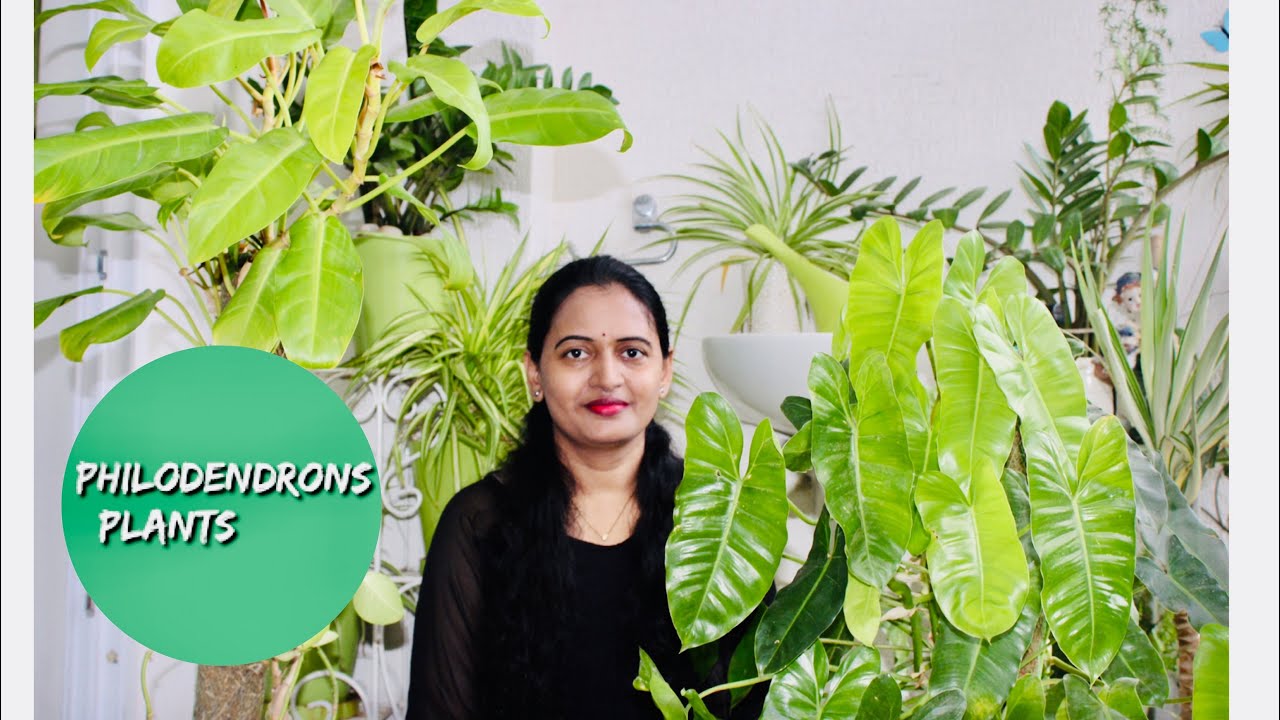 Philodendron Plants Haul | Philodendron Burle Marx | Philodendron Ceylon Gold | Myself sailaja