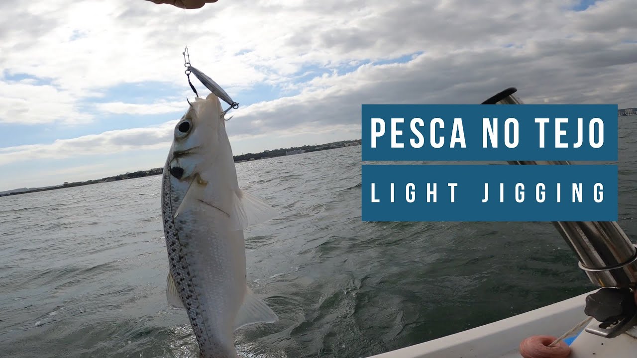 Light Jigging no Tejo - Robalo, bailas e rainhas !
