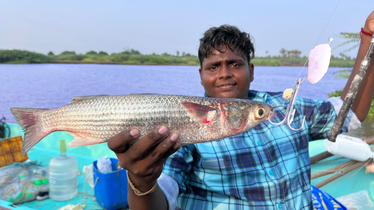 மைதா மாவு போட்டு மடவா கெண்டை மீன் வேட்டை |Mullet Fish Hunting With All purpose flour|VFS|Suppu