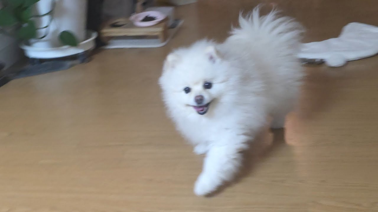 강아지 잔혹한 꽃게사냥🐶🦀
