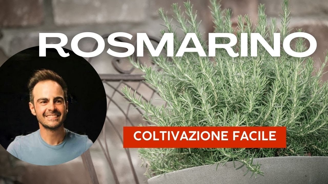 ROSMARINO, trucchi e tecniche per coltivarlo al meglio. #rosmarino #balcone #orto