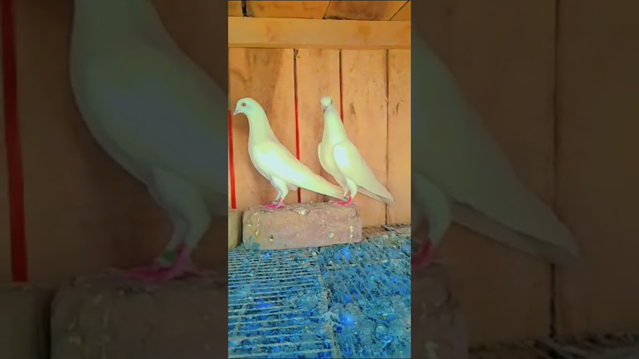 Nishan P Baithne Wala Low Flyer Kabootar🕊️ #kabootarbazi #villagelife #funny #shortsvideo #video