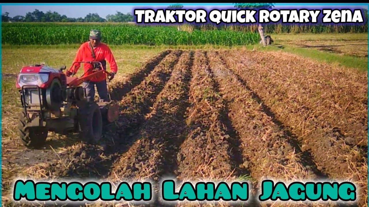 Traktor Sawah Mengolah Tanah Kering dan Keras Untuk Budidaya Jagung || Traktor Rotary Quick Zena