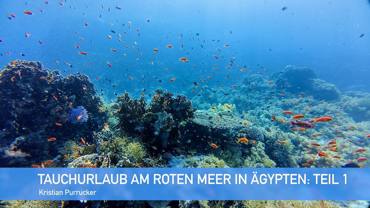 Tauchurlaub in Ägypten am Roten Meer | Teil 1: Anreise nach Sharm El Sheikh und Tauchkurs