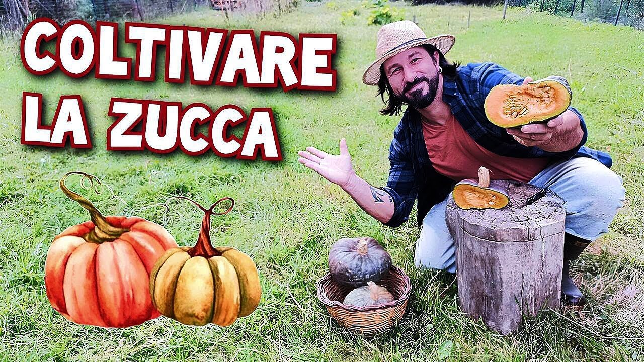 La zucca - come coltivarla, dalla semina in primavera fino alla raccolta estiva - autunnale