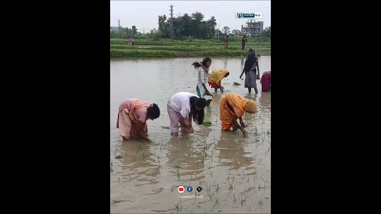 उपसभामुख रुवी ठाकुर आफ्नै खेत जनकपुरको मुजेलियामा रोपिन् धान