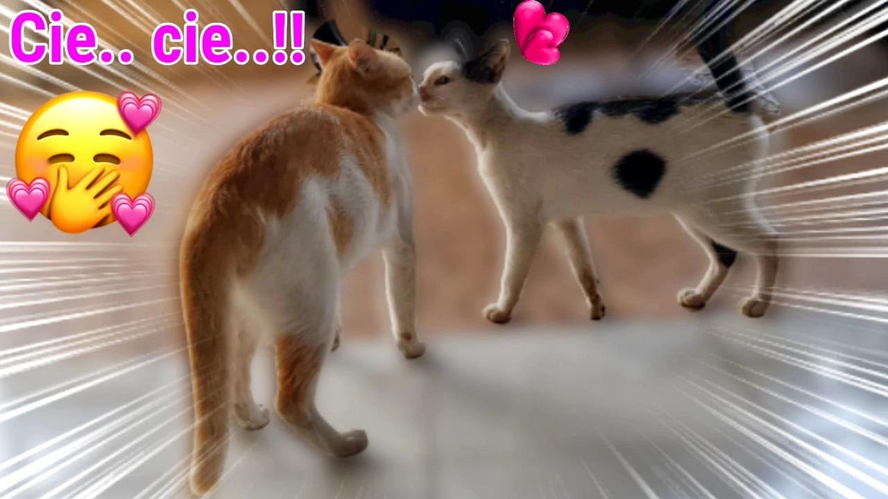 Kucing Hanum 😻 Cie Cie.. Kucing Marco Pulang Bawa Teman Cewek 💜 Kucing Lucu