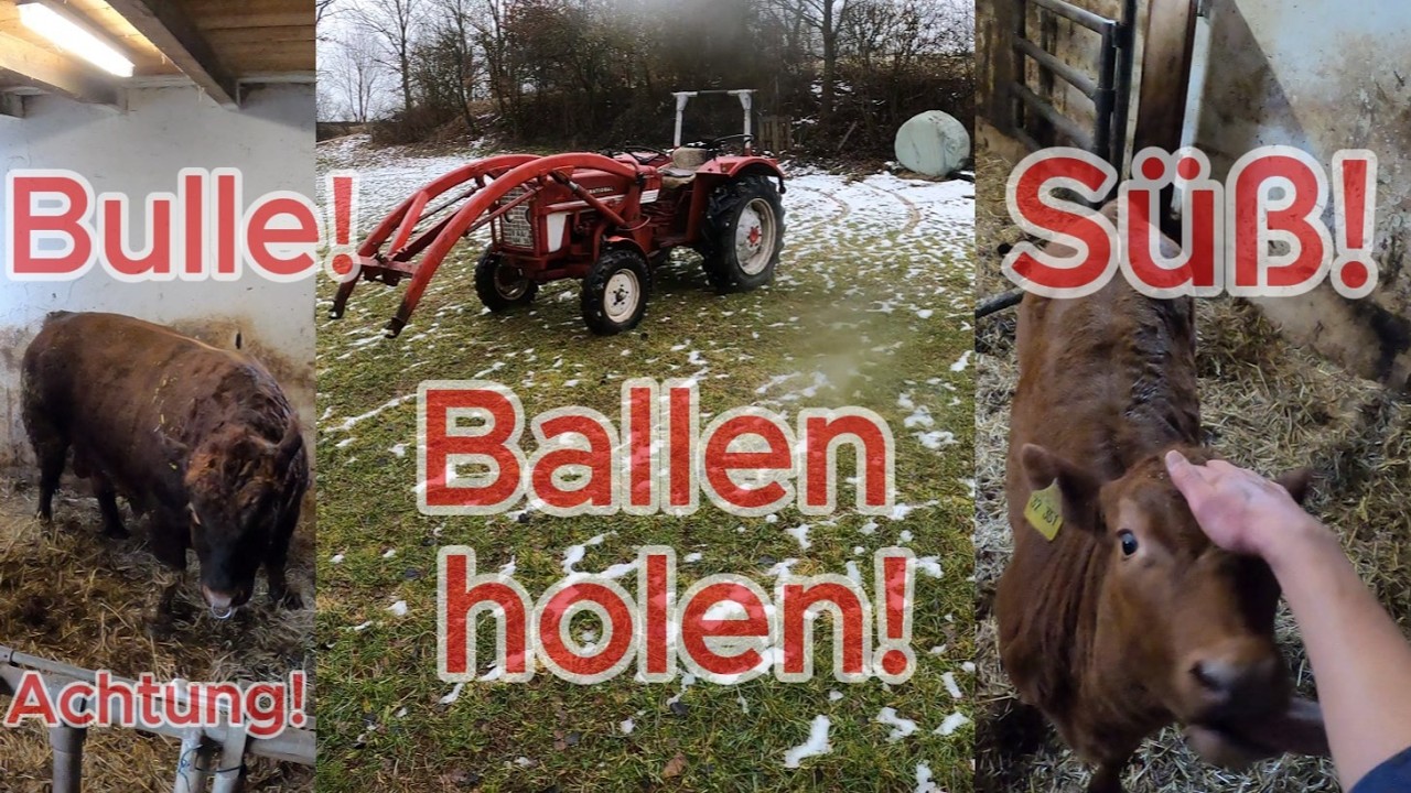 Vorsicht Bulle 🐄🚨 \ Siloballen holen IHC 353 🚜 \ Einstreuen mit Abschlecken?! \ IHhurra