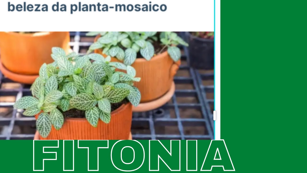 COMO CUIDAR DE FIT&Ocirc;NIA.fazer mudas     e  o vaso adequado .