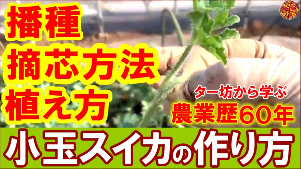【小玉スイカの作り方その1】失敗しない小玉スイカの作り方（接ぎ木～敵芯作業～定植方法まで）
