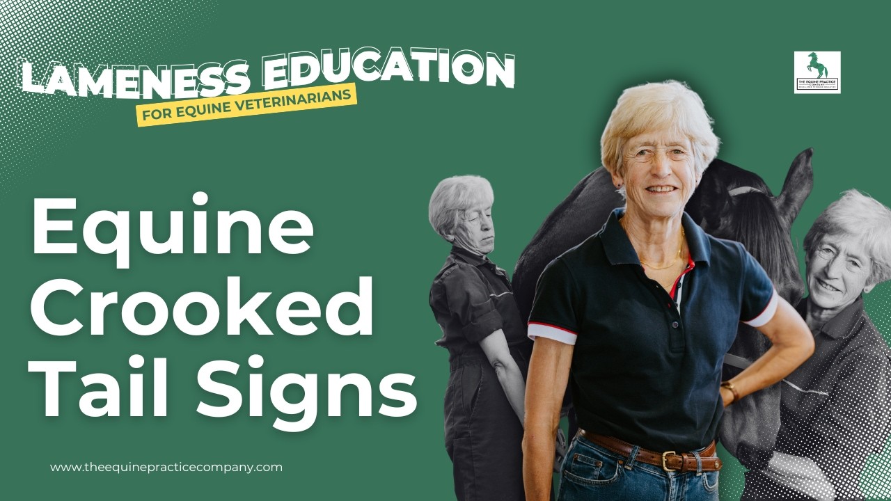 Equine Crooked Tail Signs: Linking Tail Carriage to Hindlimb Lameness