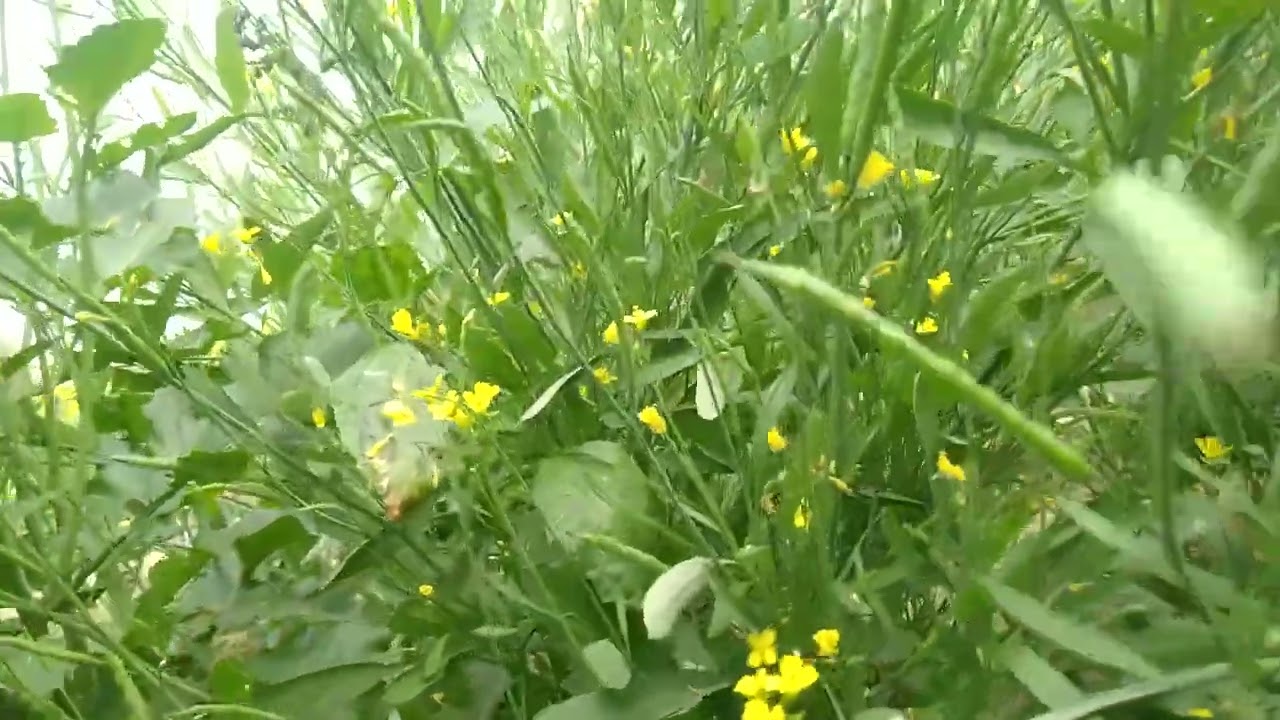 Sarson ka khet