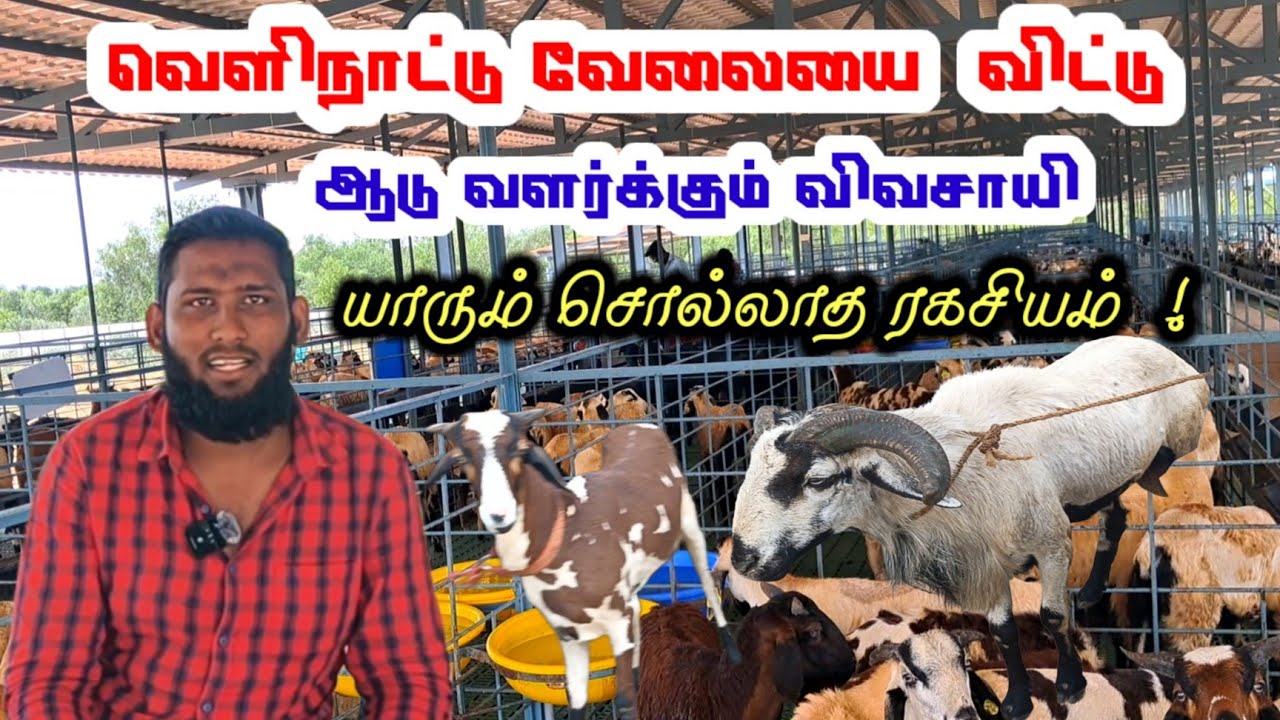 புதியதாக ஆடு வளர்ப்போர் கவனிக்க வேண்டியவை / இந்த காரணங்களை தயவு செய்து தெரிந்து கொள்ளுங்கள் /