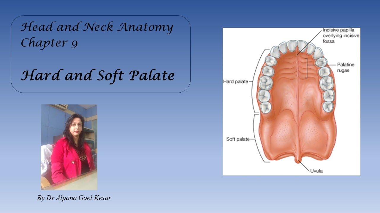 9. Hard and Soft Palate | Muscles of Soft Palate | Hard Palate | Head and Neck Anatomy in 1 day